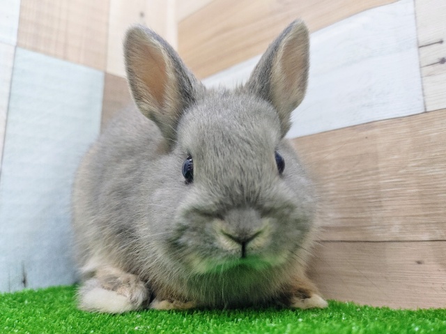 ネザーランドドワーフ(ブルーオター)のベビー入荷しました❤