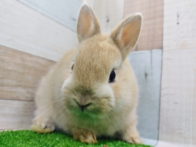 ネザーランドドワーフ(オレンジ)のベビー入荷しました❤