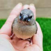 コキンチョウのヒナ入荷しました❤