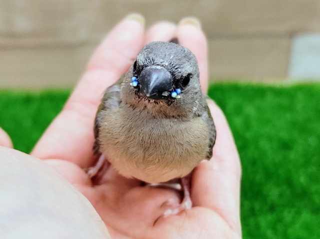 コキンチョウのヒナ入荷しました❤