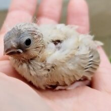 キンカチョウ(色変わり)のヒナ入荷しました❤