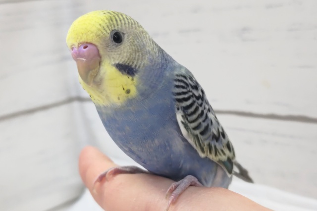 最新画像あり！　黄色いお顔が魅力的🟡　セキセイインコ(イエローフェイスパステルオパーリン)