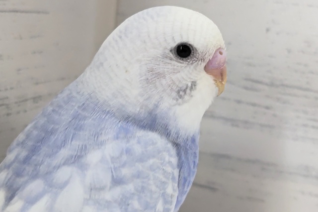 淡～い感じのブルー💙　セキセイインコ(ブルースパングル)