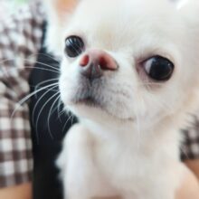 ロングコートチワワ(クリーム&ホワイト)女の子♪可愛いすぎてキュン❤