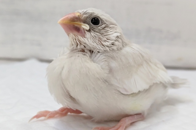 ギラっと輝くカラー🌟　シルバー文鳥