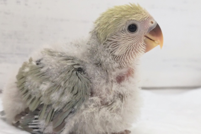 淡～い色合いが魅力的～💖　コザクラインコ(シナモン)