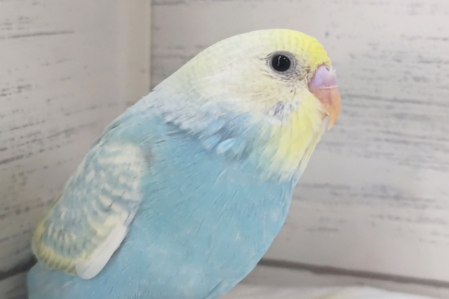 美しいレインボー🌈　セキセイインコ(パステルレインボーパイド)