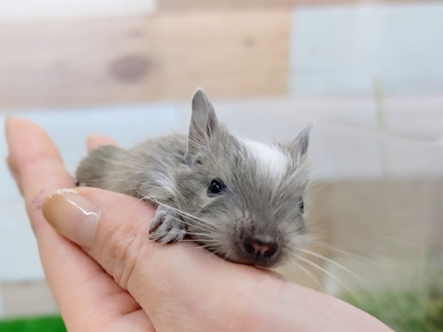 デグーベビー❤(ブルーパイド)入荷しました❤