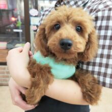 トイプードル(レッド)男の子♪お散歩練習中！