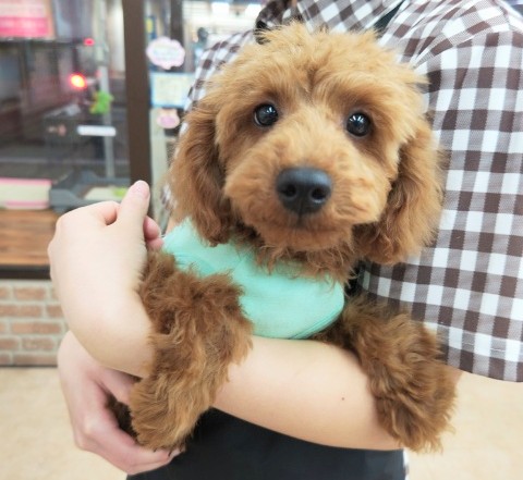 トイプードル(レッド)男の子♪お散歩練習中！