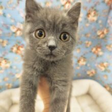 スコティッシュフォールド(ブルー)男の子♪頭スリスリ甘えんぼ〜❤