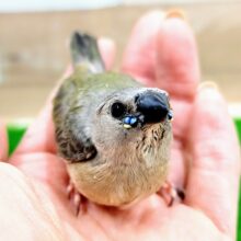 馴れそうな予感❤コキンチョウ(ノーマル)入荷しました❤