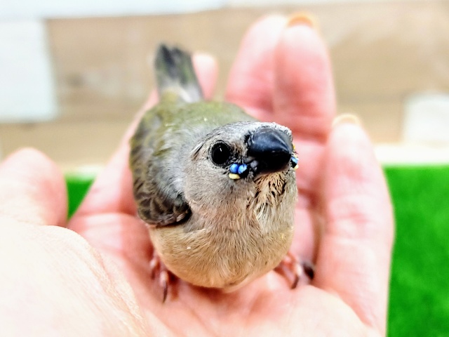 馴れそうな予感❤コキンチョウ(ノーマル)入荷しました❤