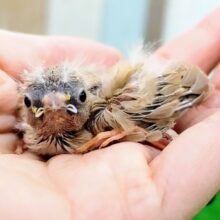 色変わり❤キンカチョウのヒナです❤