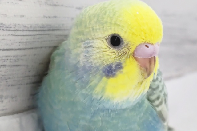 輝くレインボー🌈　セキセイインコ(レインボー)