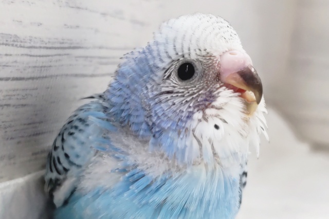 キレイな空色カラー🌤️　セキセイインコ(オパーリン)