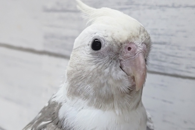 ふれあいできますよぉ～🤍　オカメインコ(ホワイトフェイスパール)