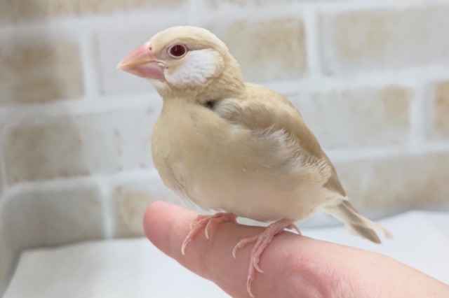 とっても人気カラー🐣　シナモン文鳥
