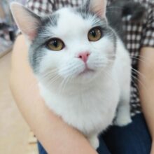 マンチカン(ブルー&ホワイト)男の子♪どっしりボディ❤