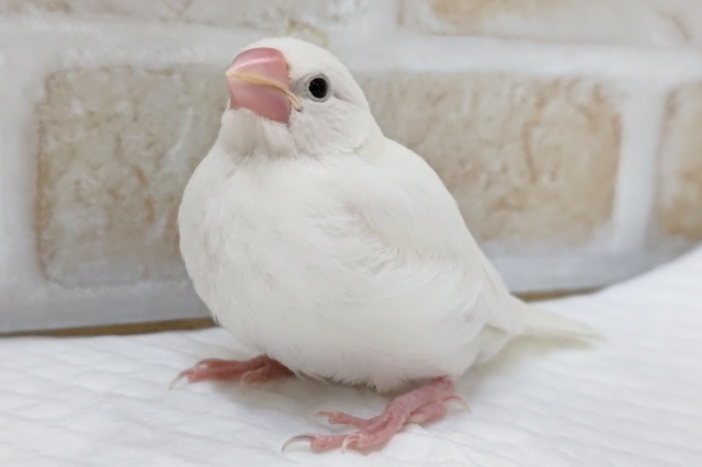 最新画像あり! この白さがたまらない~🤍 白文鳥 最新画像あり! この白さがたまらない~🤍 白文鳥