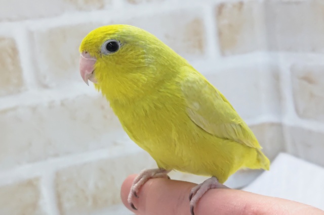 最新画像あり！　眩しい蛍光カラー💛　マメルリハインコ(アメリカンイエロー)