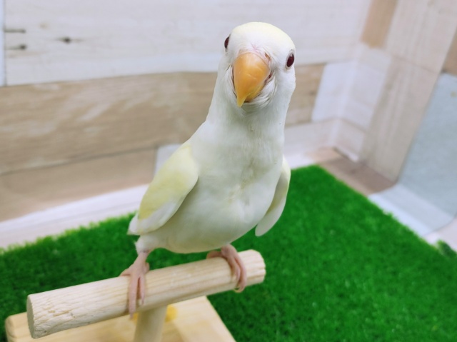 最新画像更新❤淡い優しいカラー♡小桜インコ（クリームルチノー）