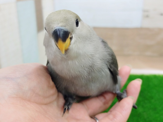 最新画像更新❤コザクラインコ(モーブ)入荷しました❤