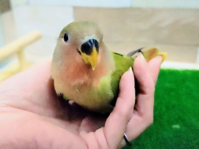 最新画像更新❤カゴデビュー❤コザクラインコ(オパーリンオリーブ)のヒナ入荷しました❤