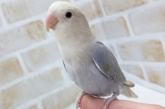 最新画像あり。このカラーリングたまらない💙　コザクラインコ(ブルーバイオレットシナモンパール)