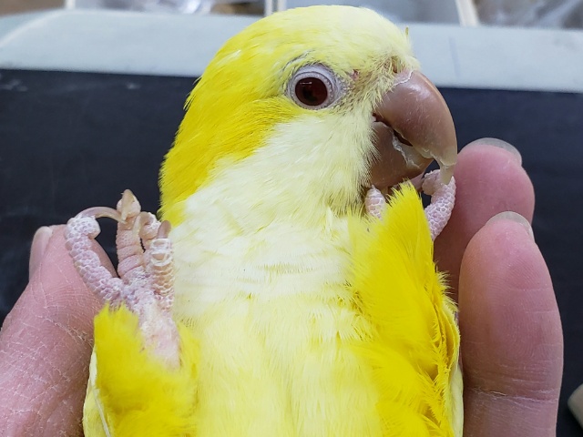 最新画像あり！　眩しい黄色が鮮やか〜💛　オキナインコ(ルチノー)