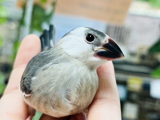 【最新画像更新！】しっかり育ててベタ馴れさんに～～　桜文鳥～～