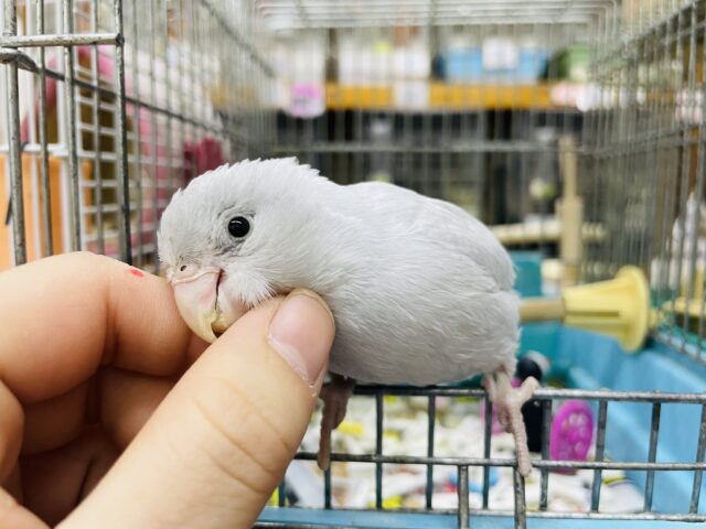 2月1日　最新画像あり！ペレット食べてます！！レアカラー✨淡い色合いのマメちゃん！　マメルリハ　ダイリュートモーブ　女の子