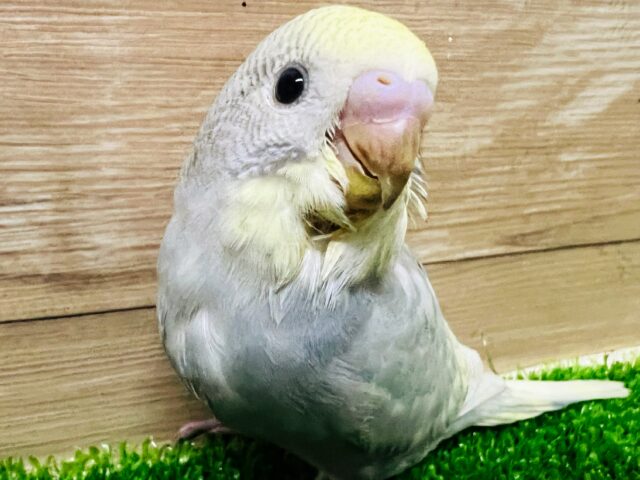 淡くて綺麗です！イエローフェイスパステルスパングル！