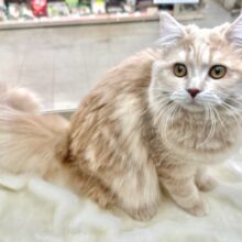 愛嬌たっぷり♡ミヌエットくん♡2022年5月6日生まれ　男の子