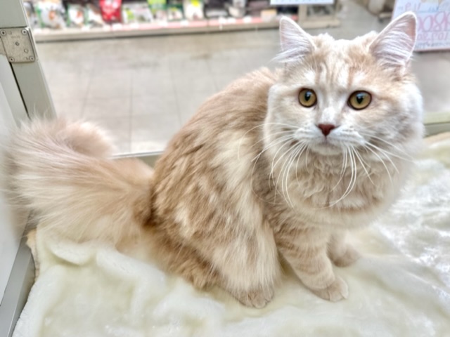 愛嬌たっぷり♡ミヌエットくん♡2022年5月6日生まれ　男の子