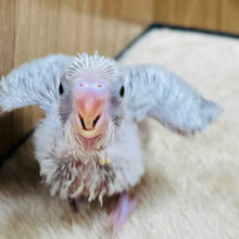 何色になるか楽しみです♫セキセイインコ(ライラック) ヒナ