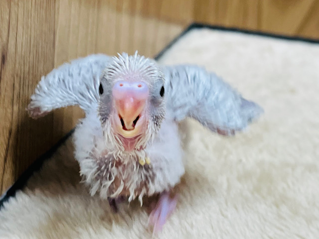 何色になるか楽しみです♫セキセイインコ(ライラック) ヒナ
