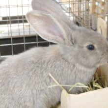 ミルク後のお手入れはだいじだよ～　フレミッシュジャイアント　ブルーオター～～