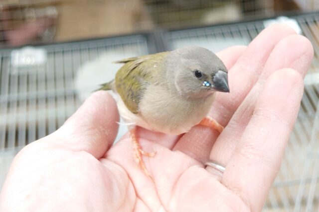 ヒナから成鳥への色合いの変化、記録してみませんか？？　コキンチョウ～～