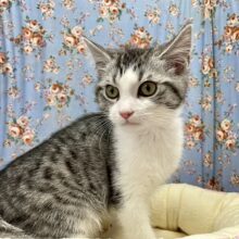 ハッキリした顔立ち!!　スコティッシュフォールドの男のコ 2023.1/28撮影