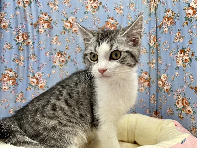 ハッキリした顔立ち!!　スコティッシュフォールドの男のコ 2023.1/28撮影