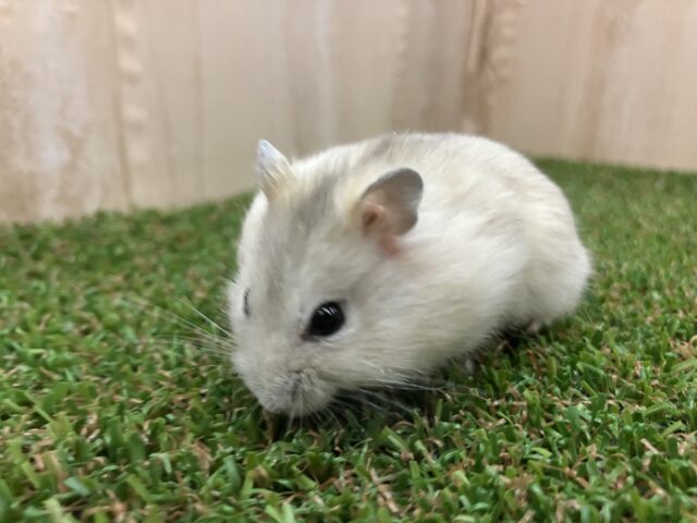 イエロープティングハムスター！はーい、こちらは男の子！♂