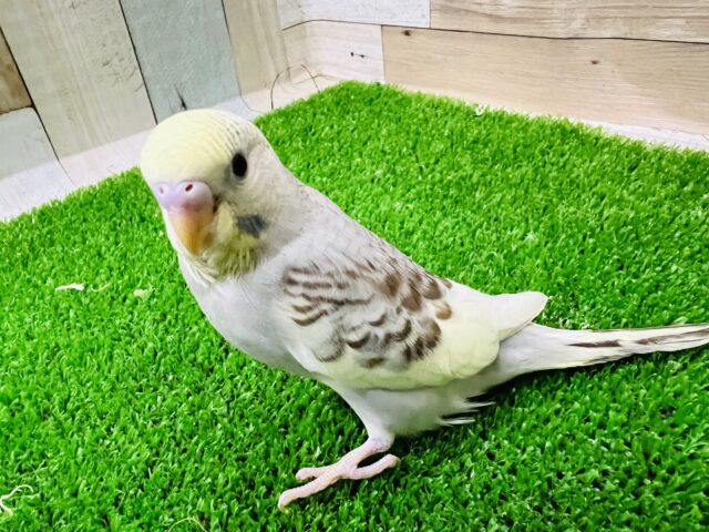 画像更新☆ブラウンなの♡セキセイインコ☆イエローフェイスシナモンパイド！