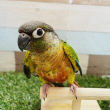 ちょっぴり恥ずかしがり屋さん？？ウロコインコのレッド！
