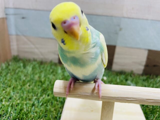 最新画像有り☆元気いっぱいな明るいグリーンのコ！セキセイインコのパステルカラーレインボーパイド！