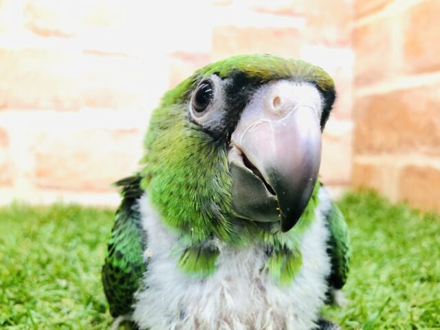 成長が楽しみ！　ズアカハネナガインコ　R４　１２／２２撮影