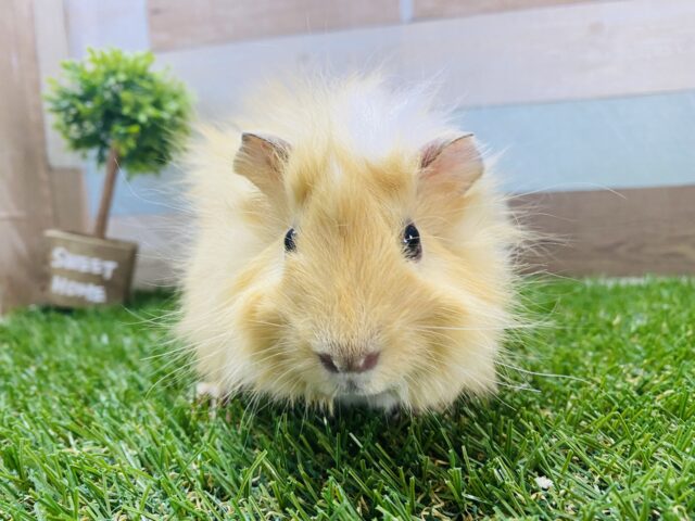 クルンクルン♪大人しめな巻き毛モルモット！