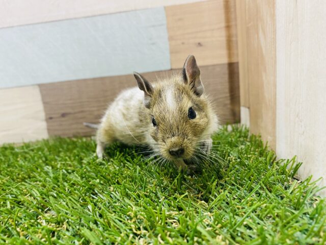 ポーチの中が大好き♡デグーパイドカラー！