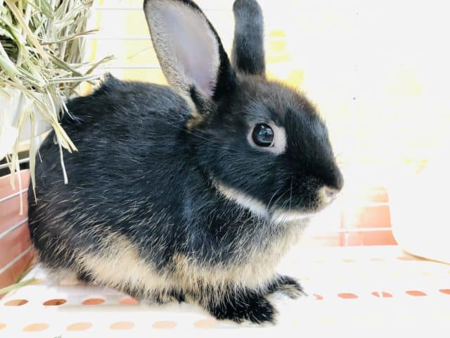 今年はウサギ年ですね　ウサギフェア開催です！