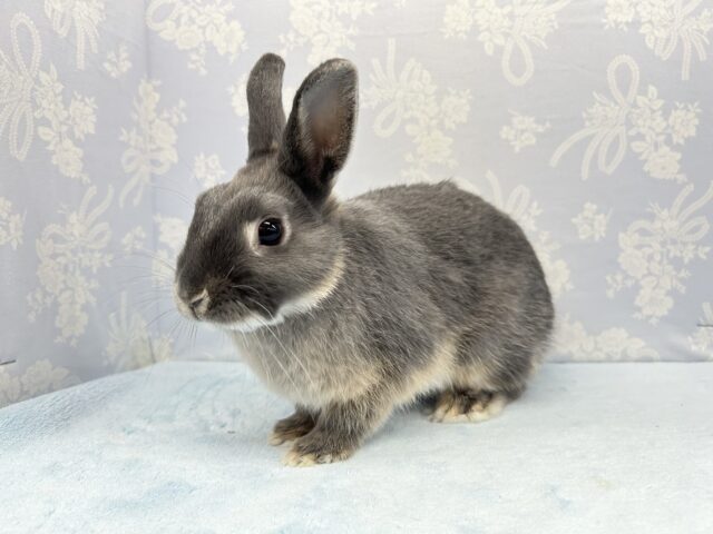 1月31日まで特別プライスのウサギさん